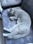 британски. 2 котки мъжко и женско, снимка 4