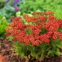 Achillea millefolium ‘Rock Red’ (Ахилея ‘Rock Red’ / Червен бял равнец), снимка 2
