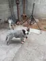 Австралийски кетъл дог, снимка 1