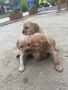 Кокер Шпаньолчета, снимка 2