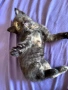 Подарявам коте, снимка 1