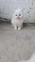Ангорска котка, снимка 1