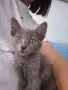 Коте - 2 месеца, снимка 10