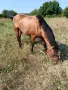 Мъжки кон на три години и половина ждребец, снимка 2