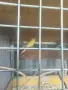 Продавам пойни папагали, снимка 6