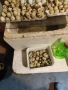 пъдпъдъчи яйца за люпене или консумация , снимка 2