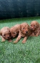 Той Пудел / Toy Poodle, снимка 2