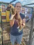 Продавам гончета, снимка 4