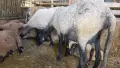 Овце и агнета за доене или продажба на месо!, снимка 2