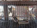 Кокошки и петли, снимка 6