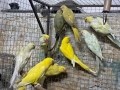 продавам малки александри, снимка 3