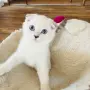 🐾 Продавам чистокръвни британски шиншила котенца 🐾  , снимка 4