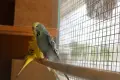папагали изложените двойка, снимка 3