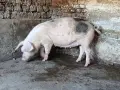 Продавам спрасна свиня , снимка 2