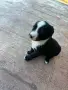 🐶 Подаряват се 6 прекрасни кученца., снимка 1