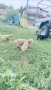 Продавам кученце Английски кокер шпаньол, снимка 8