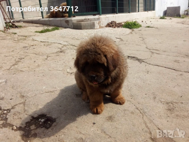 Тибетски мастиф , снимка 5 - Мастиф - 54087033