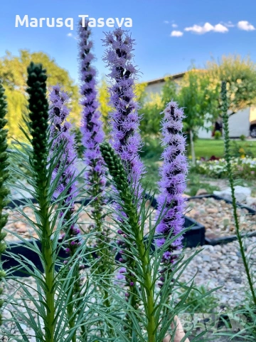 Лиатрис , снимка 2 - Градински цветя и растения - 54119446