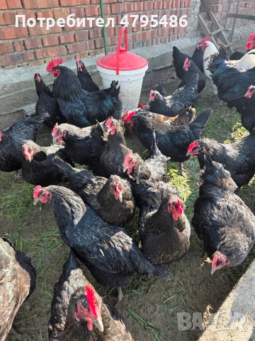 Разплодни яйца от Австралорп, снимка 2 - Кокошки и пуйки - 54179090