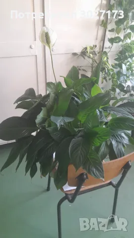Спатифилум Сенсейшън с големи листа, Spathiphyllum ‘Sensation’ Peace Lily, снимка 3 - Стайни растения - 55567773