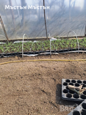 Разсад розов домат магия- макс, снимка 2 - Разсади - 54202106