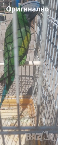 Розовогърд александър 🦜 Китайски Алексанри , снимка 11 - Папагали - 54490747