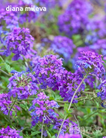 Вербена канадска 'Хоумстед Пърпъл', Verbena canadensis Homestead Purple, снимка 2 - Градински цветя и растения - 55135938