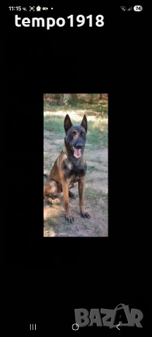 Белгийски Овчарки Малиноа, снимка 4 - Белгийска овчарка - 47358276