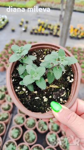Непета, Nepeta, многогодишна и студоустойчива!!, снимка 8 - Градински цветя и растения - 52425887