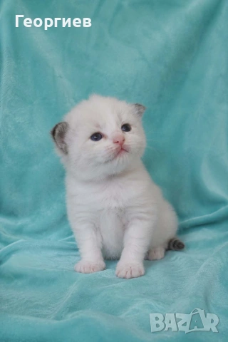Регдол коте 