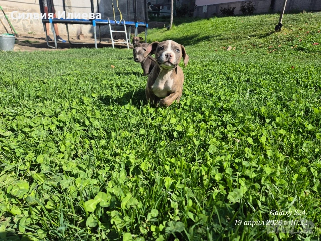 Малък женски питбул