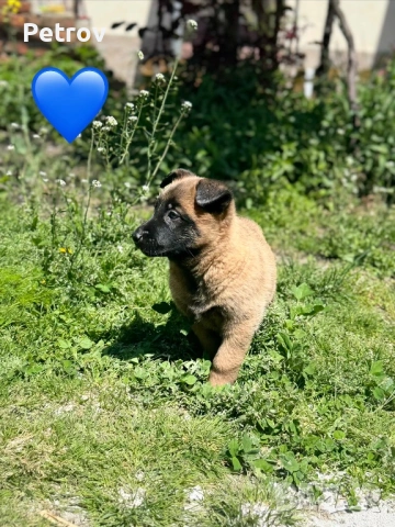 Белгийски Овчарки  