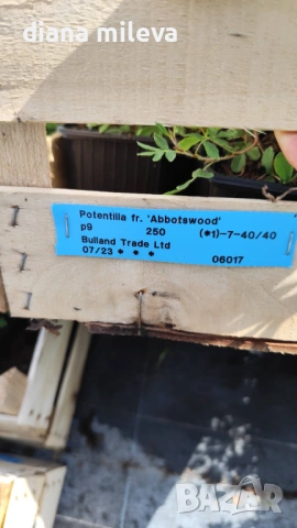 Потентила, Potentilla fruticosa 'Abbotswood', студоустойчива и многогодишна, снимка 5 - Градински цветя и растения - 54795658