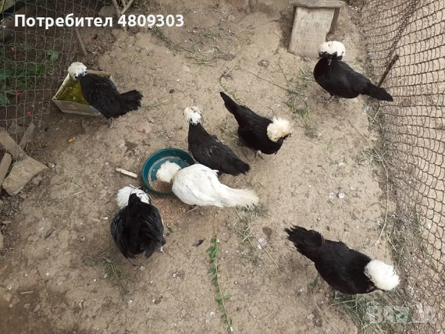 Селски кокошки, снимка 17 - Кокошки и пуйки - 54326302