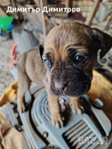 Продавам 5 бр кученца Кане корсо месец и половина, снимка 5 - Кане корсо - 54114827