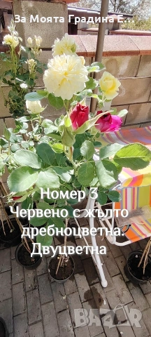 Щамбови Рози 🌹 Роза дръвче! , снимка 11 - Градински цветя и растения - 54425095