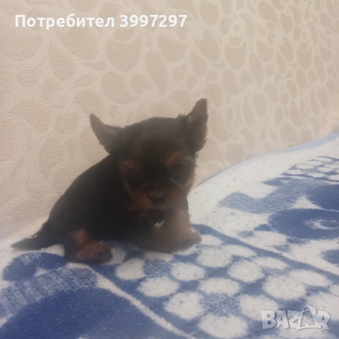 Вече с първа ваксина четири мъжки и едно женско, снимка 4 - Йоркширски териер - 54141953