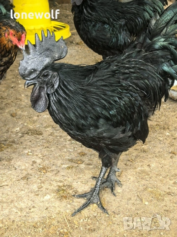 Аям кемани - свободен петел