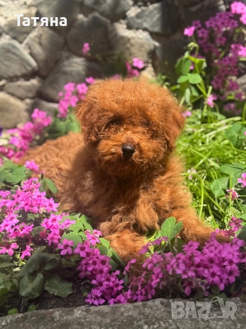 Пудел Той/Poodle Toy, снимка 3 - Пудели - 54819736