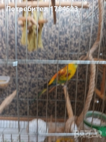 Поен мъжки папагал , снимка 4 - Папагали - 54329122