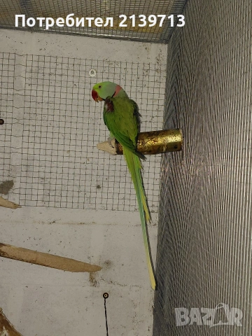 Продавам двойка Голям Александър, снимка 6 - Папагали - 54220545