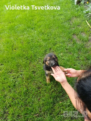 🐶 Продавам прекрасни кученца! 🐶  Търсят своя нов, любящ дом! ❤️  Малки, здрави, игриви