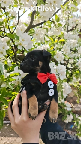 продавам мини пинчер