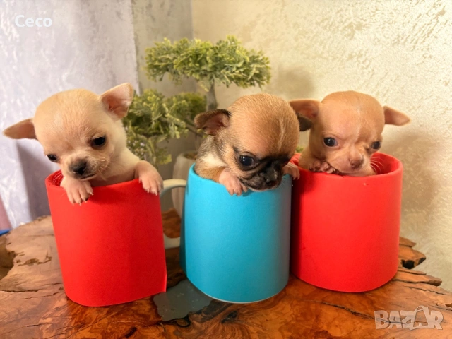 Бебета Чихуахуа, снимка 2 - Чихуахуа - 54077368