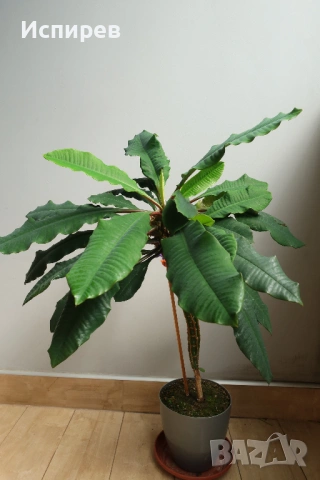 Африканска плюеща палма, Euphorbia leuconeura, 2-год. растение