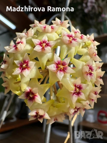 Hoya Хоя Bulusan , снимка 2 - Стайни растения - 54920371