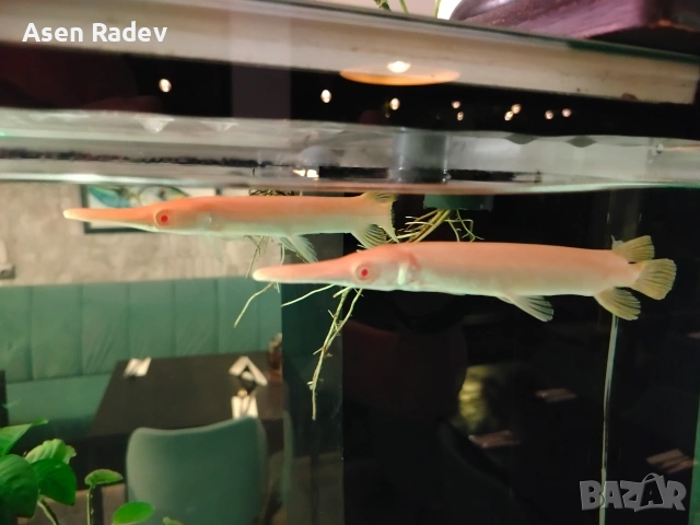 Albino Alligator Gar fish.