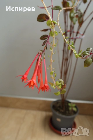 Боливийска фуксия, Fuchsia boliviana, 2-год. растение !, снимка 2 - Стайни растения - 54916661