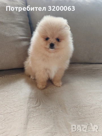 Померан мини женско , снимка 5 - Померан - 54288210