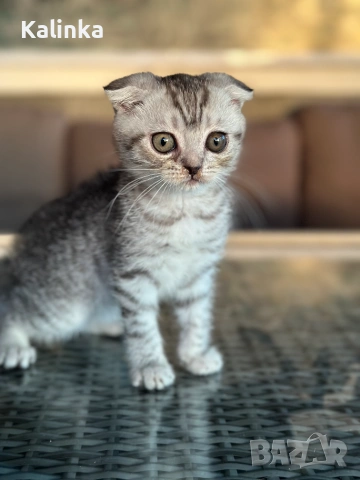 Мъжко шотландско клепоухо сребърно котенце , снимка 8 - Други - 55096948
